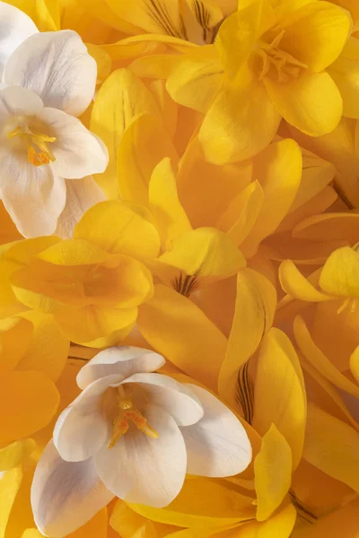 Sarı Beyaz Stüdyo Çekim Bitkisi Çiçeği Arka Plan Renkli Makro — Stok fotoğraf