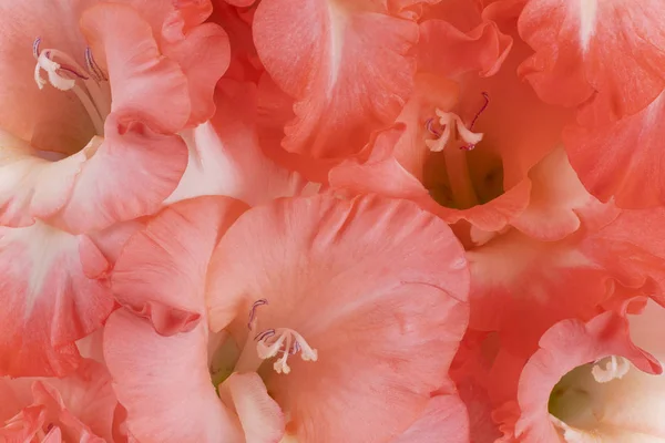 Strzał Studio Orange Kolorowe Tło Mieczyki Kwiaty Makro Szczelnie Góry — Zdjęcie stockowe