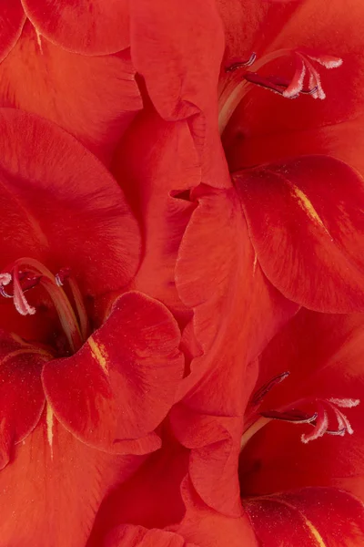 Studioaufnahme Von Rot Gefärbten Gladiolenblüten Hintergrund Makro Nahaufnahme — Stockfoto