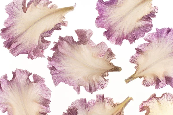 白い背景にマゼンタ着色されたアイリスの花びらのスタジオ撮影 大規模な被写し界深度 Dof マクロ クローズ アップ — ストック写真