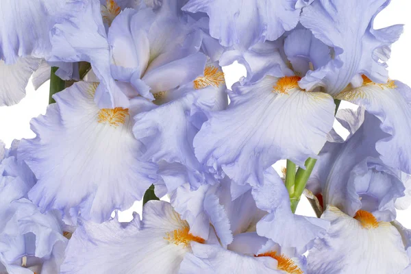 Studio Shot Blue Colored Iris Flowers White Background Large Depth — Stock Photo, Image