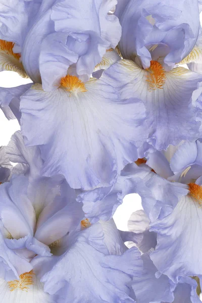 Studioaufnahme Von Blau Gefärbten Irisblumen Auf Weißem Hintergrund Schärfentiefe Dof — Stockfoto