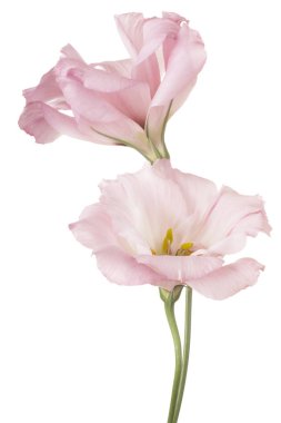 Pembe Renkli Eustoma Çiçeklerinin Stüdyo Çekimi Beyaz Arkaplanda İzole Edildi. Geniş Alan Derinliği (DOF). Makro.