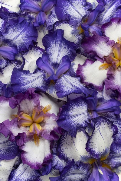 Studioaufnahme Von Blauen Und Magentafarbenen Irisblumen Hintergrund Makro Nahaufnahme — Stockfoto