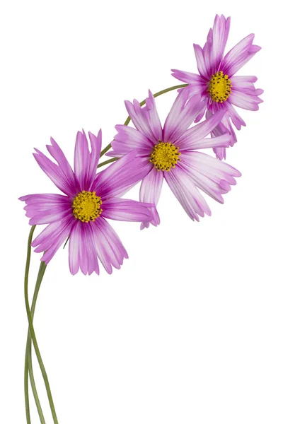 Studio Shot Magenta Colored Cosmos Flowers Isolated White Background Large — Stock Photo, Image