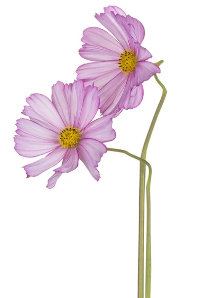 Studio Shot Pink Barevné Kosmos Květiny Izolované Bílém Pozadí Velká — Stock fotografie