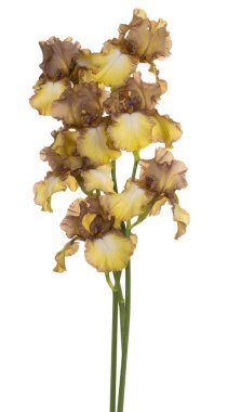 Beyaz arka plan üzerinde izole kahverengi ve sarı renkli Iris çiçek stüdyo çekim. Büyük derinlik-in tarla (Dof). Makro. Yakın çekim.