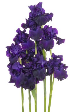 Beyaz arka plan üzerinde izole mor renkli Iris çiçek stüdyo çekim. Büyük derinlik-in tarla (Dof). Makro. Yakın çekim.