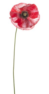 Stüdyo çekim kırmızı beyaz arka plan üzerinde izole haşhaş çiçek renkli. Büyük derinlik-in tarla (Dof). Makro.