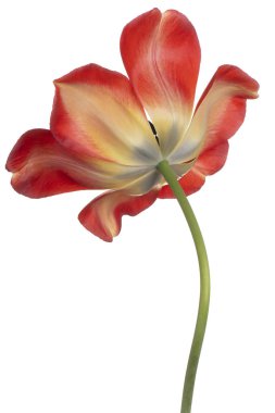 Kırmızı ve Sarı Renkli Lale Çiçeğinin Stüdyo Çekimi Beyaz Arkaplanda İzole Edildi. Geniş Alan Derinliği (DOF). Makro. Yakın plan..