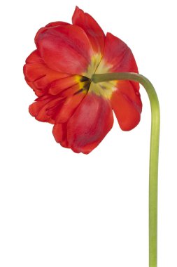 Kırmızı Renkli Lale Çiçeğinin Stüdyo Çekimi Beyaz Arkaplanda İzole Edildi. Geniş Alan Derinliği (DOF). Makro. Yakın plan..