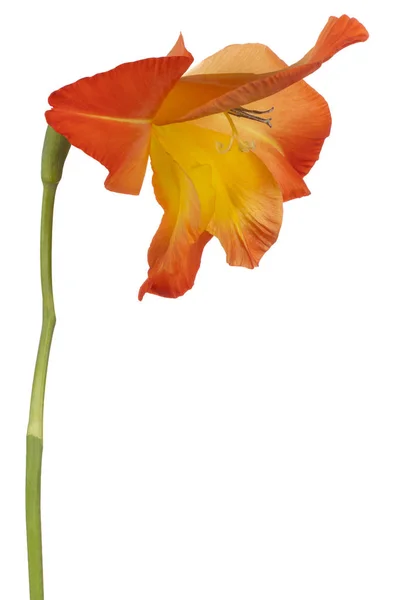 Studio Shot Red Yellow Colored Gladiolus Flower Isolated White Background — Photo