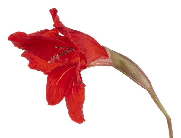 Studio Skott Röda Färgade Gladiolus Blomma Isolerad Vit Bakgrund Stort — Stockfoto