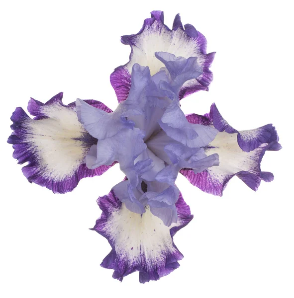 Studio Shot Blue Colored Iris Flower Izolované Bílém Pozadí Velká — Stock fotografie