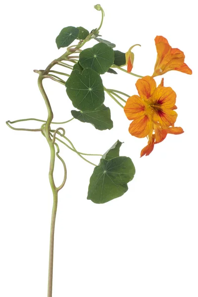 Studio Shot Του Orange Colored Nasturtium Flower Απομονωμένο Λευκό Φόντο — Φωτογραφία Αρχείου