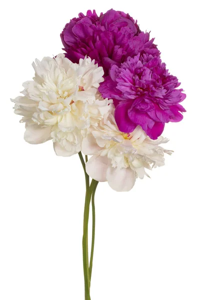 Studio Shot White Purple Colored Peony Flowers Aislado Sobre Fondo — Foto de Stock