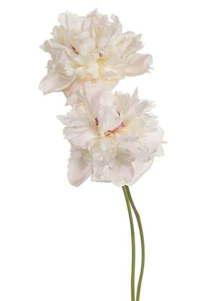 白い色牡丹の花が白い背景で隔離のスタジオ撮影 大規模な被写し界深度 Dof マクロ クローズ アップ — ストック写真
