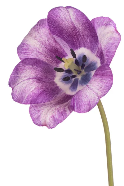 紫と白着色されたチューリップの花が白い背景で隔離のスタジオ撮影 大規模な被写し界深度 Dof マクロ クローズ アップ — ストック写真