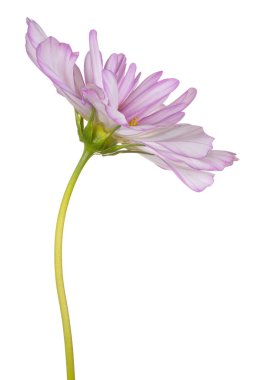 Pembe Kozmos Çiçeği 'nin Stüdyo Çekimi Beyaz Arkaplanda İzole Edildi. Geniş Alan Derinliği (DOF). Makro. Yakın plan..