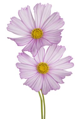 Pembe Kozmos Çiçekleri 'nin Stüdyo Çekimi Beyaz Arkaplanda İzole Edildi. Geniş Alan Derinliği (DOF). Makro. Yakın plan..