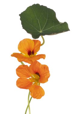 Stüdyo Portakal Renkli Nasturtium Çiçekleri Beyaz Arkaplanda İzole Edildi. Geniş Alan Derinliği (DOF). Makro. Yakın plan..