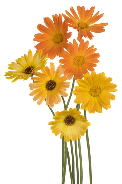 Studio Shot Yellow Orange Colored Calendula Flowers Isolated White Background — Stock Photo, Image