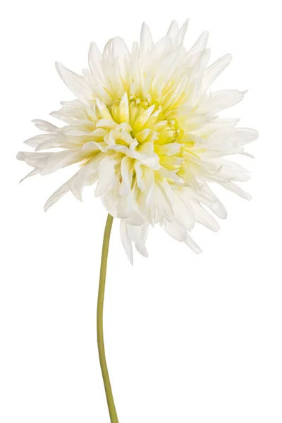 Studio Shot White Colored Dahlia Flower Isolado Fundo Branco Grande — Fotografia de Stock