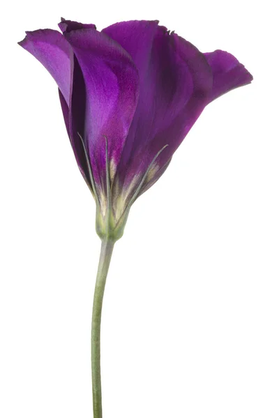 色紫のトルコギキョウの花白い背景で隔離のスタジオ撮影 大規模な被写し界深度 Dof マクロ — ストック写真