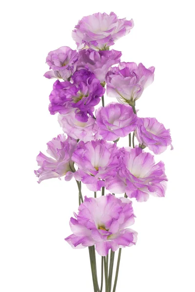 Studio Shot Pink Colored Eustoma Kwiaty Izolowane Białym Tle Duża — Zdjęcie stockowe