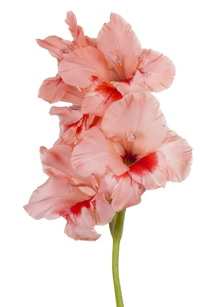 Studio Πλάνο Του Ροζ Χρώματος Γλαδιόλες Λουλούδι Που Απομονώνονται Λευκό — Φωτογραφία Αρχείου