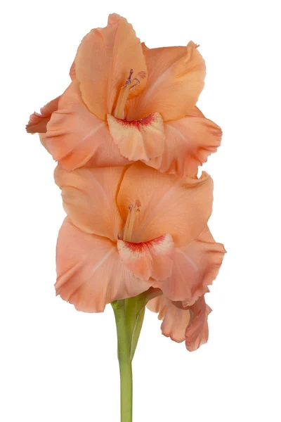 Studio Skott Orange Färgade Gladiolus Blomma Isolerad Vit Bakgrund Stort — Stockfoto
