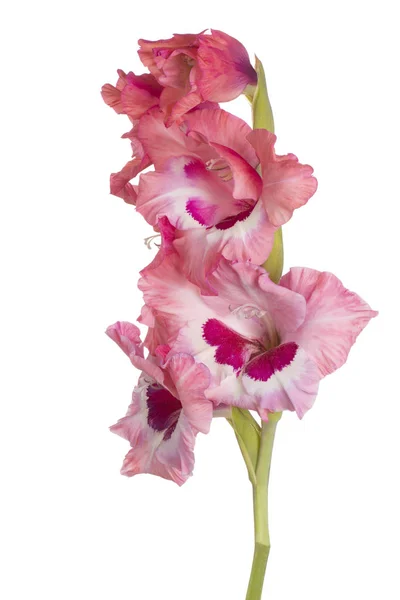 Studioaufnahme Einer Rosafarbenen Gladiolenblüte Isoliert Auf Weißem Hintergrund Schärfentiefe Dof — Stockfoto