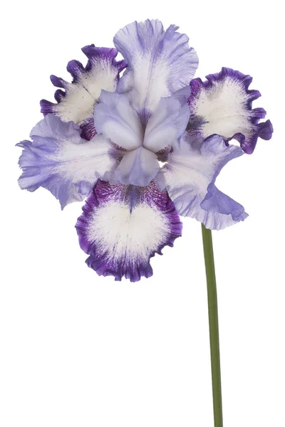 Studio Shot Blue Color Iris Flower Aislado Sobre Fondo Blanco — Foto de Stock