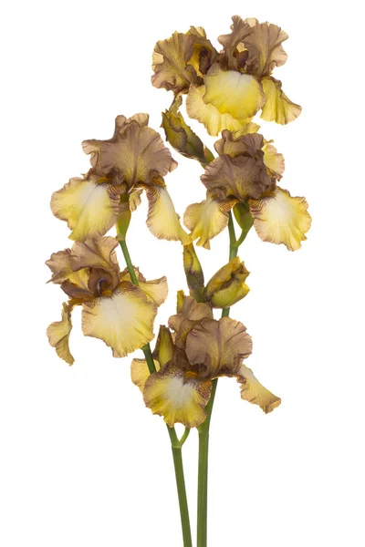 Studio Colpo Marrone Giallo Colorato Iris Fiori Isolato Sfondo Bianco — Foto Stock