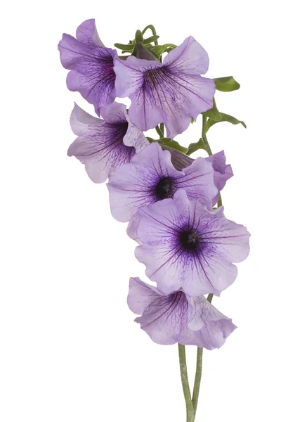 Strzał Studio Lilac Kolorowe Petunia Kwiaty Białym Tle Dużej Głębi — Zdjęcie stockowe