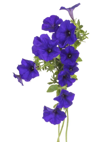 Studio Shot Blue Colored Petunia Flowers Isolated White Background Large — Stock Photo, Image