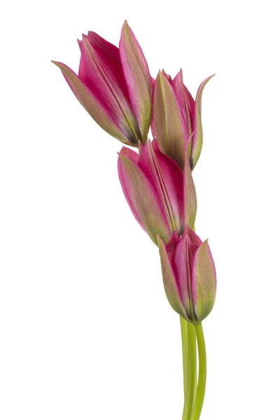 Studio Shot Flores Tulipán Color Rojo Aisladas Sobre Fondo Blanco — Foto de Stock