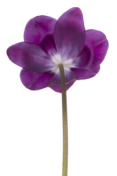 Studio Girato Viola Colorato Tulipano Fiore Isolato Sfondo Bianco Ampia — Foto Stock