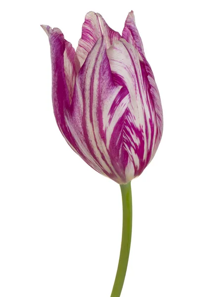Studioaufnahme Der Magentafarbenen Tulpenblume Isoliert Auf Weißem Hintergrund Große Tiefenschärfe — Stockfoto