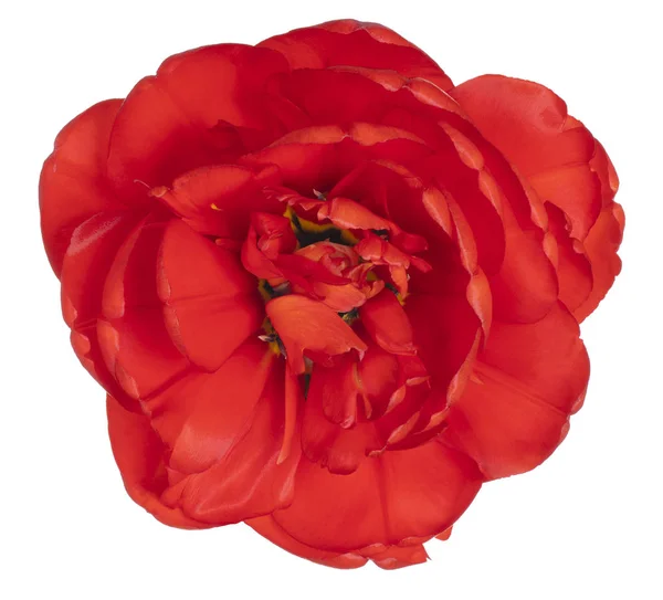 Kırmızı Renkli Lale Çiçeğinin Stüdyo Çekimi Beyaz Arkaplanda Zole Edildi — Stok fotoğraf