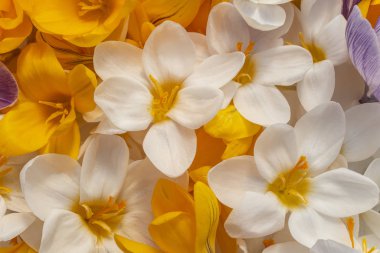 Çok renkli bitkisi çiçeği arka plan stüdyo çekim. Makro. Yakın çekim.