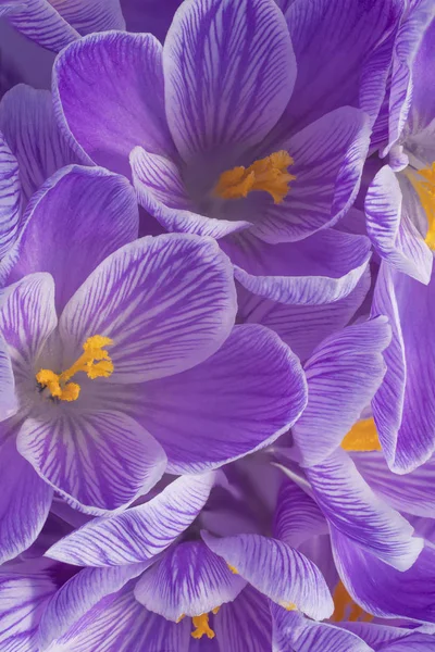 Strzał Studio Tło Niebieskie Kolorowy Krokus Kwiaty Makro Szczelnie Góry — Zdjęcie stockowe