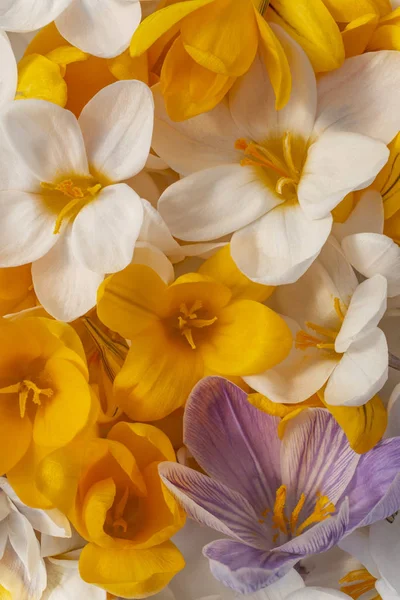 Studioaufnahme Von Bunten Krokusblüten Hintergrund Makro Nahaufnahme — Stockfoto