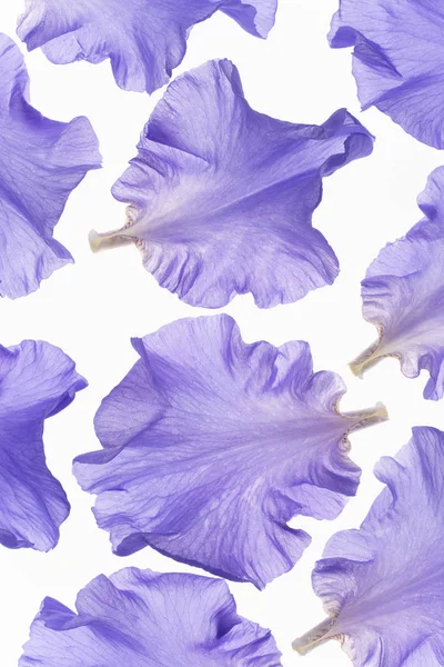 Studio Shot Blue Colored Iris Petals White Background Large Depth — Stock Photo, Image