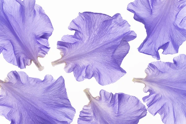 Studio Shot Blue Colored Iris Petals White Background Inglês Grande — Fotografia de Stock