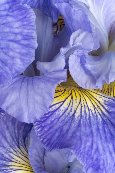 Studio Shot Blue Colored Iris Petals Background Inglês Grande Profundidade — Fotografia de Stock