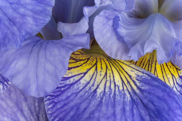 青いアイリスの花びらの背景のスタジオ撮影 大規模な被写し界深度 Dof マクロ クローズ アップ — ストック写真