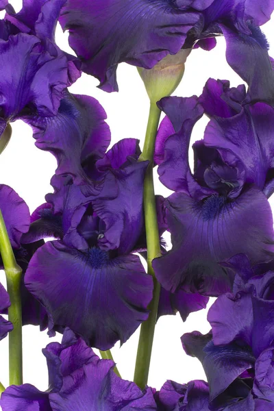 白地に紫の着色されたアイリス花のスタジオ撮影 大規模な被写し界深度 Dof マクロ クローズ アップ — ストック写真