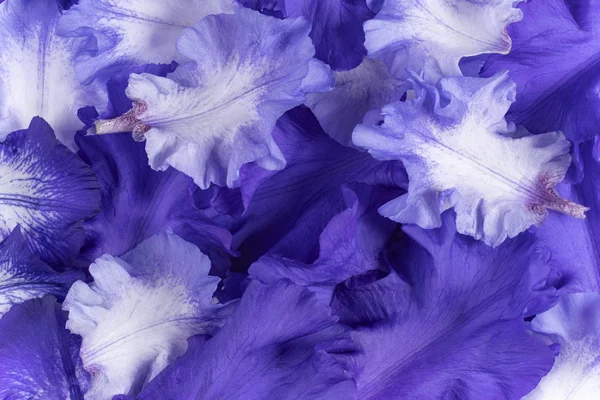 Studio Shot Blue Colored Iris Petals Fond Grande Profondeur Champ — Photo