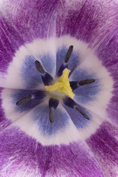 Strzał Studio Tło Kwiat Fioletowy Kolorowe Tulip Makro Szczelnie Góry — Zdjęcie stockowe